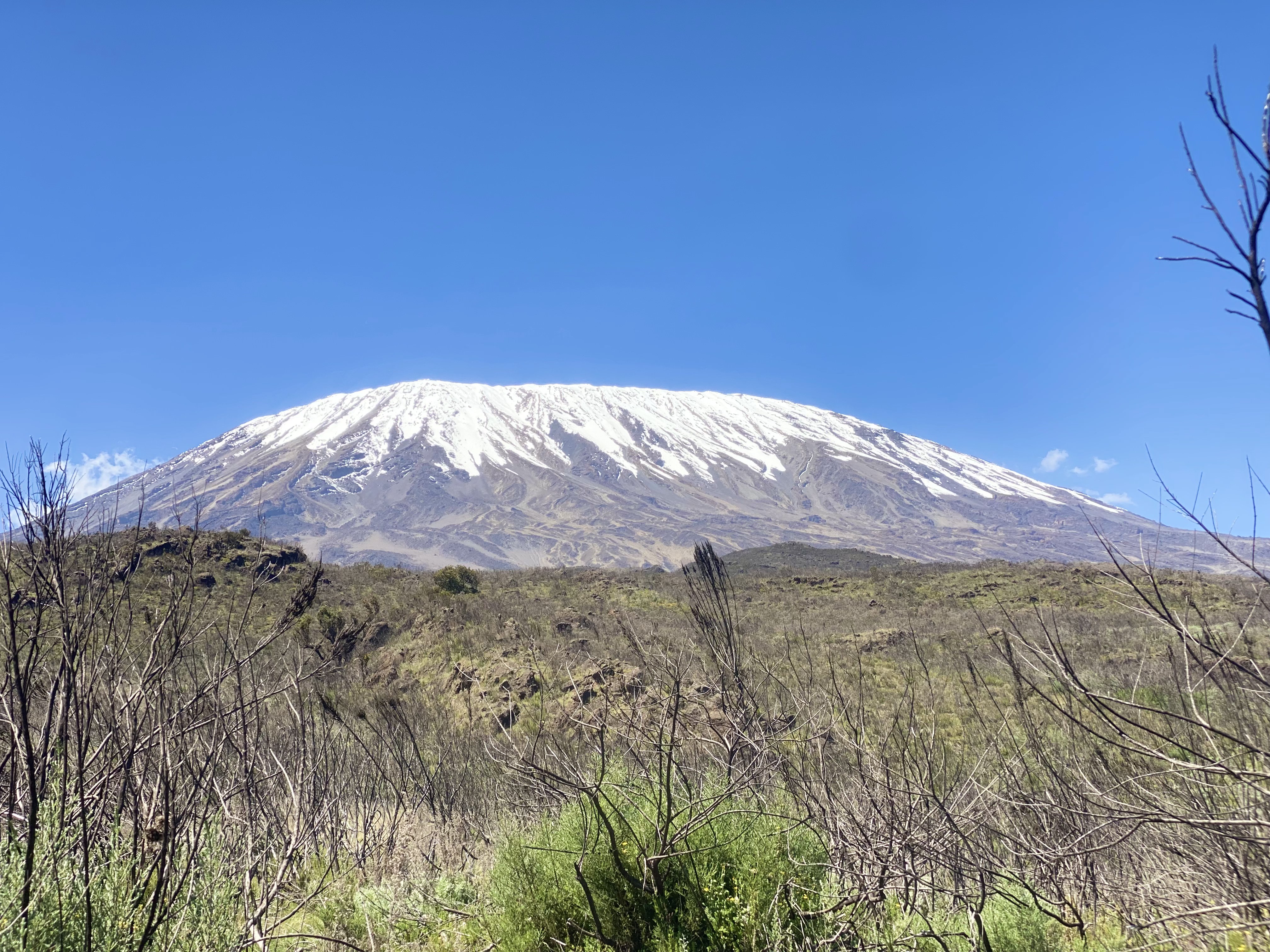 Kilimanjaro's snow-capped summit seen across dry moorland scrub